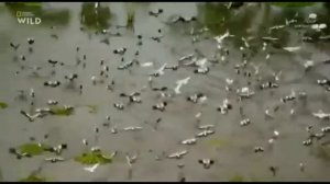 National Geographic WILD. Дикая Шри-Ланка. Берег гигантов.