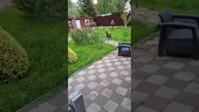 Слушает мир вокруг🐾🦴🌭🐶😍 #canecorso #dachschund #канекорсо #такса смотреть онлайн