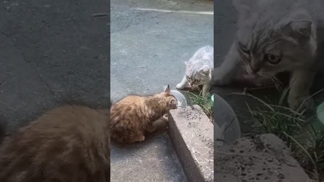 Котенок метис шотландской вислоухой шиншиллы.