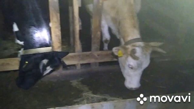 Нужен совет. Коровы, быки, сельские будни смотреть онлайн