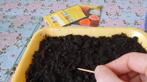 бегония посев семян