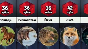 Сколько зубов у животных
