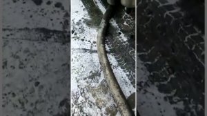 Новый ассенизаторский шланг ООО ЗПШ