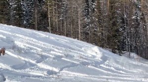 На снегоходе  BRP Lynx commander 600 sdi  в гору.