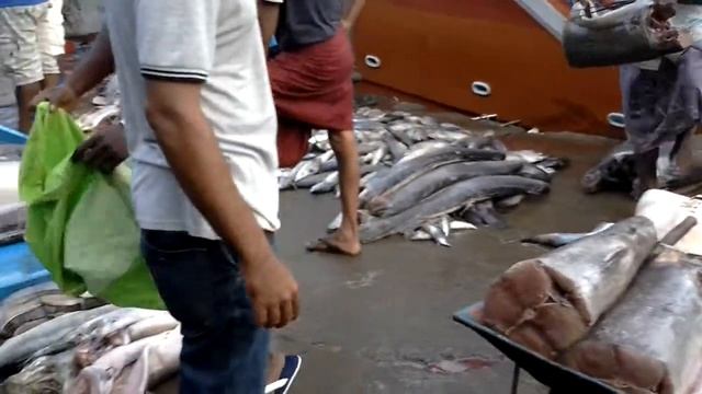 Рыба молот, акулы, туна смотреть онлайн