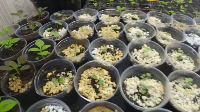 Мой стеллаж , что растет и какие ошибки я допустила смотреть онлайн