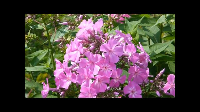 О том, как счастье приходит в дом смотреть онлайн