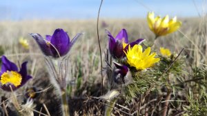 Карагай Губерлинское ущелье. Оренбургская обл. Южный Урал.