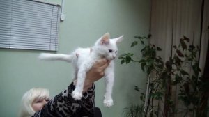 Клуб мейн-кунов ГИГАНТ системы PCA