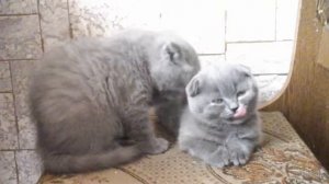 8 марта - котятам 2 месяца без 3 дней)