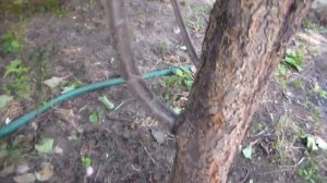 Кора дерева повреждена котами. Лечить или спилять? Болезни деревьев фруктовых