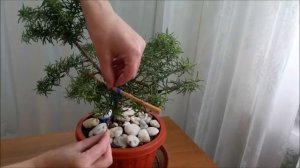 Бонсай из Розмарина/ Rosmarínus #2  Сентябрь 2021
