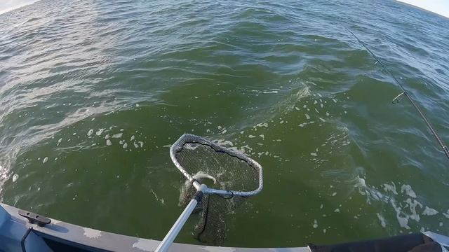 На спиннинг В ЗАЛИВЕ судак атаковал только ЭТУ ПРИМАНКУ! Рыбалка. Разведка новых мест смотреть онлайн