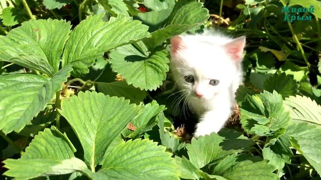 Клубничная песня