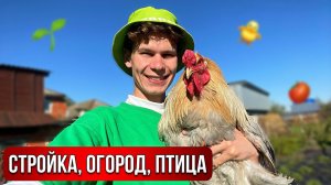 Жизнь в Деревне  НАШИ СТРАУСЫ  Гусята, цыплята, перепеля. Стройка и ОГОРОДНИЕ ДЕЛА продолжаются