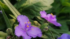 Многолетние Традесканции в нашем саду на даче. Лето 2022