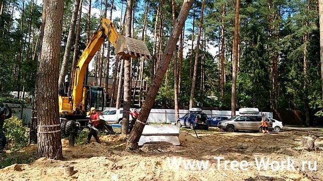 Удаление дерева при помощи экскаватора. Www.Tree-Work.ru