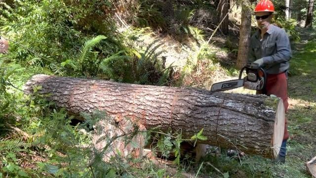 How To Keep Your Chainsaw Sharp Cutting Firewood Logs смотреть онлайн