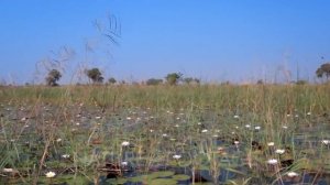 Water lilies,Nymphaeaceae grasss and reeds on the waters of the Okavango Delta