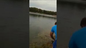 Ростовское море золотой толстолобик