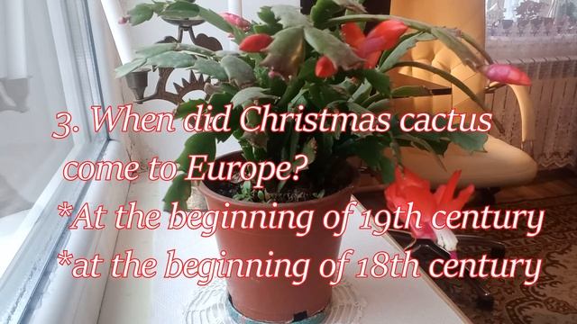 Рождественник - Christmas cactus. 5 вопросов и ответов на английском об этом комнатном растении. смотреть онлайн