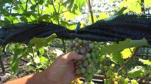 ВИНОГРАДНИК НА 26.07.21г.  КУРСКАЯ ОБЛАСТЬ