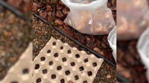 Букетная посадка тюльпанов: особенности, нюансы и мнение