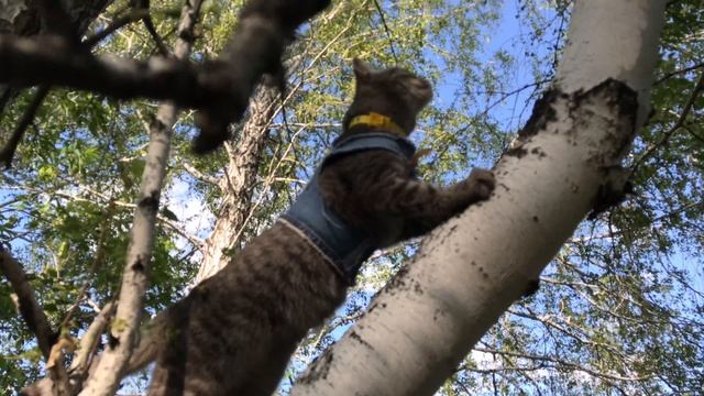 Выпустили домашнюю кошку в лес