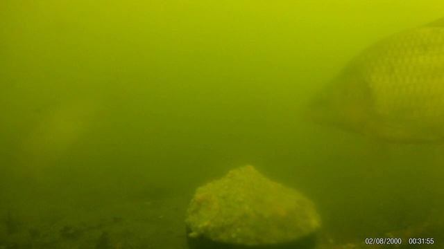 ПОДВОДНАЯ СЪЕМКА НА НАБЕРЕЖНОЙ РОСТОВА НА ДОНУ ! смотреть онлайн