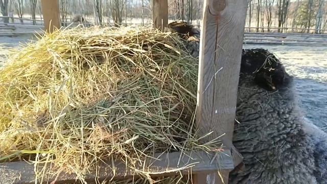 Осенняя вакцинация кроликов / Пашем огород с Dong Feng 244 / Наглый бобр / Дом у ручья смотреть онлайн