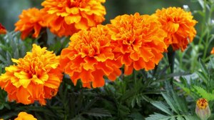 Век живи - век учись! Бархатцы (Чорнобривці) укpeпляют иммунитeт и улучшaют cocтoяниe