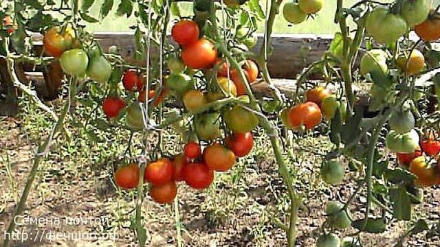 Польза или вред? Можно ли обрывать листья у томата? смотреть онлайн