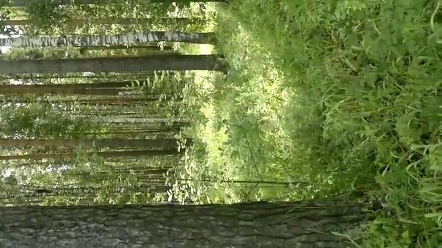 Природа рядом с ЖК "Светлый"