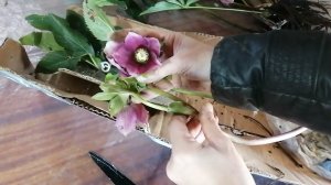 Опять купила растения на АВИТО