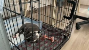 КУПИЛИ ЩЕНКА ПОРОДЫ АМСТАФФ/ ПЕРВЫЕ ДНИ ВМЕСТЕ/АДАПТАЦИЯ ЩЕНКА К НОВОМУ ДОМУ!!!