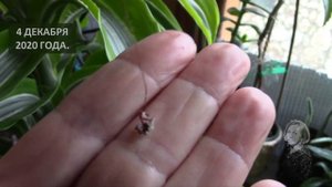 КАМНЕЛОМКА КОМНАТНАЯ.  РЕЗУЛЬТАТ УКОРЕНЕНИЯ.