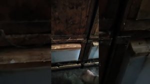 павильон Миленина