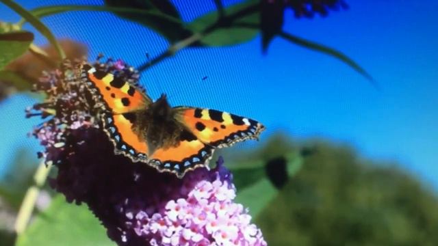 J.Quantz. Duet for flutes.Artem Naumenko (flute), Masako Miyako (clarinette). смотреть онлайн