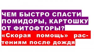 Чем быстро спасти помидоры, картофель от фитофторы? "Скорая помощь"  огородникам из кухни и аптечки