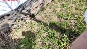 Как избавиться от муравьёв на яблоне!?