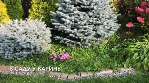 Весеннее чудо осенью! Осенний крокус. Как  разделить и посадить осенний крокус или безвременник.