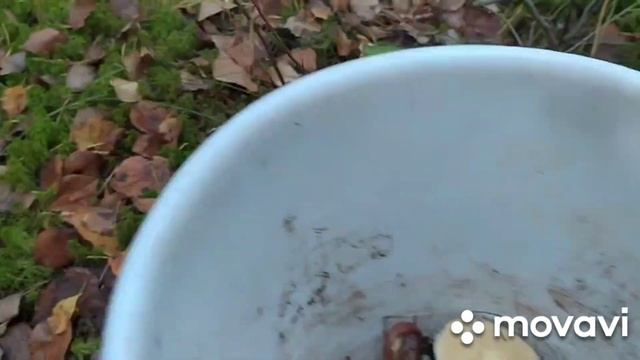 Тихая охота 2022. Октябрь. Закрытие сезона. смотреть онлайн