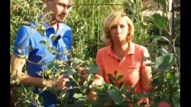 Колоновидные карликовые яблони.