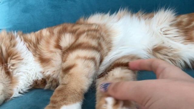 ГЛАЗАМИ ХОЗЯИНА | МЕЙН КУН | Очень сложно ухаживать за этой породой?!? смотреть онлайн