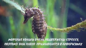 Морской Конек. Интересно знать