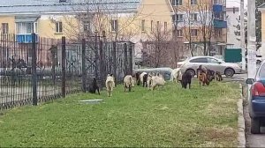 Мыски - вольное пастбище 🌱

Вместе с теплом в город приходят парнокопытные. Вот первые гости.