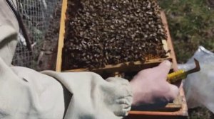 Украинская степная - матковод селлекционер Стрельчук О.А.