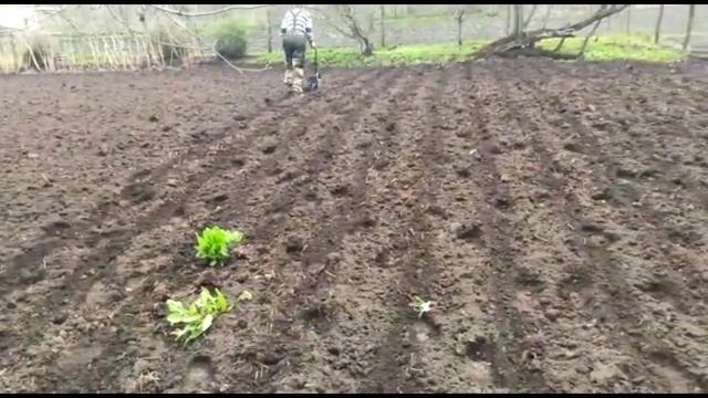 Как я сею кормовую свеклу. Весенний посев свеклы. смотреть онлайн