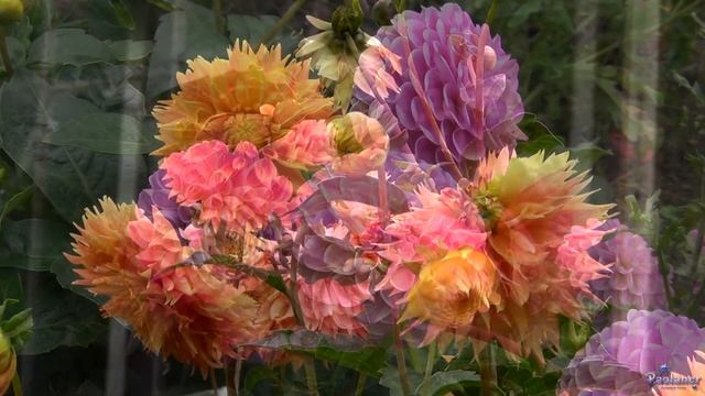 Ботанический сад. Георгины (2020) смотреть онлайн