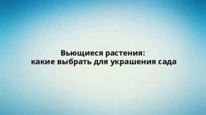 Вьющиеся растения: какие выбрать для украшения сада